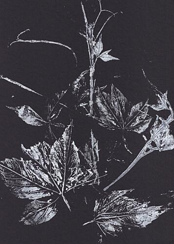 White Leaves on Black Art Print