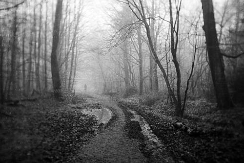 Misty Forest Path Art Print