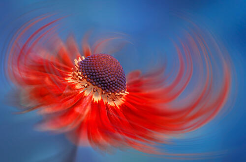 Swirling Red Bloom Art Print