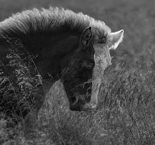 Monochrome Equine Gaze Art Print by Chris Kong