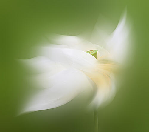 Dreamy White Lotus Art Print