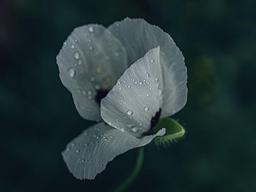 Dewy White Poppy Art Print
