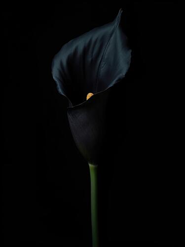 Black Calla Lily Art Print by Shaon Khalid
