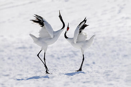 Dancing Cranes in Snow Art Print