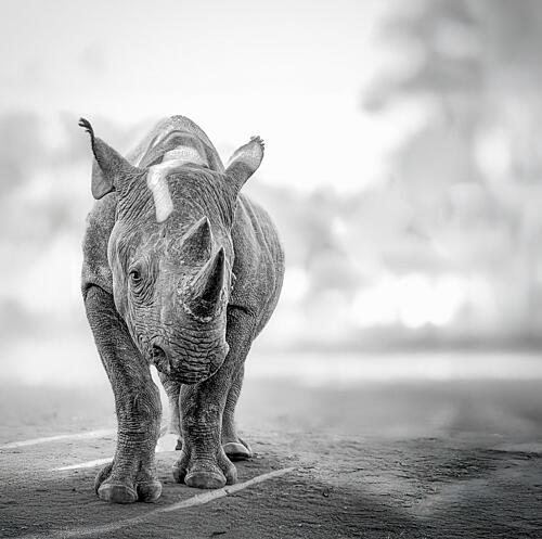 Majestic Black Rhino Art Print
