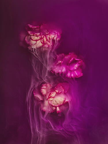 Moody Magenta Floral Flow Art Print by Angi Wallace