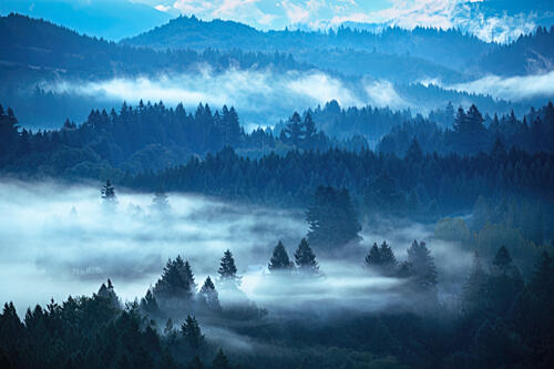 Blue Forest Mist Art Print
