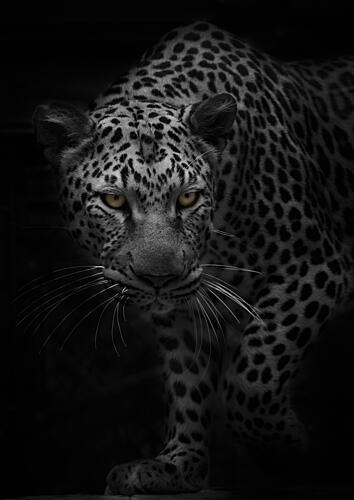 Intense Leopard Gaze Art Print