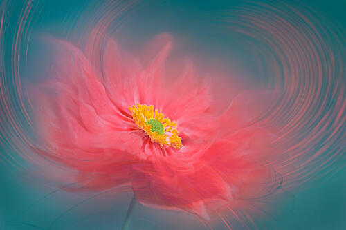 Dreamy Coral Bloom Art Print