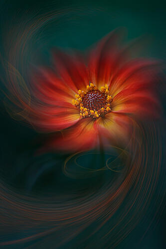 Vibrant Swirling Bloom Art Print