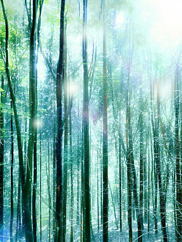 Enchanted Forest Light Art Print