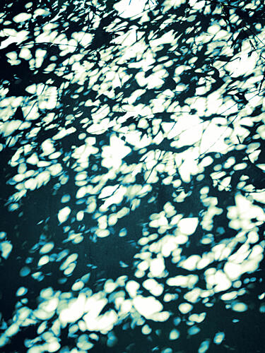 Dappled Leaf Shadows Art Print