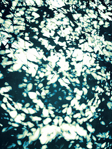 Dappled Light Leaves Art Print