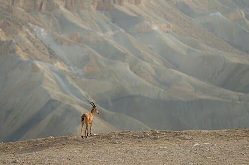 Solitary Desert Ibex Art Print