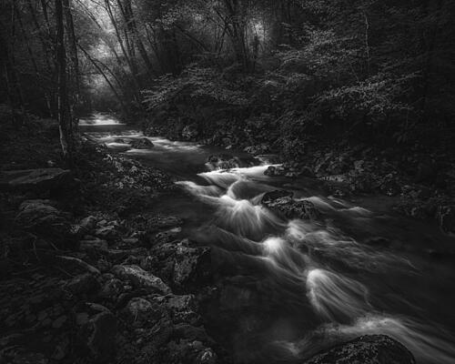 Ethereal Forest Stream Art Print