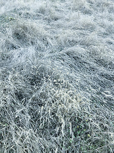 Frosted Winter Grass Art Print