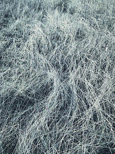Frosty Winter Grass Art Print