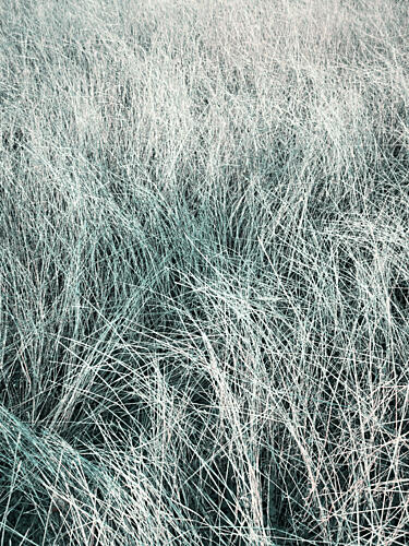 Flowing Silver Grass Art Print