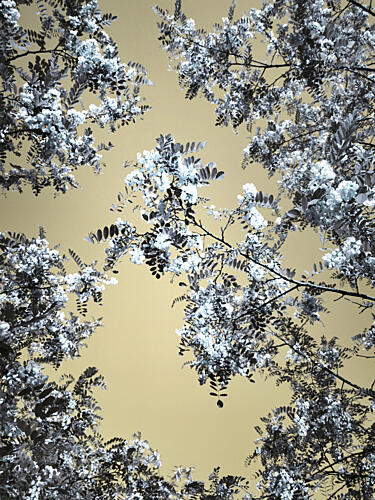 White Blooms Skyward Art Print