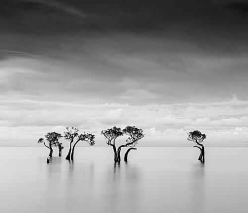 Isolated Ocean Trees Art Print