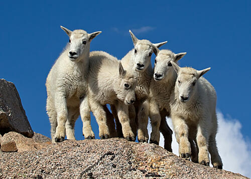 Cute Mountain Goat Kids Art Print