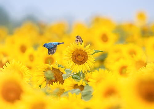 Birds in Sunflower Field Art Print
