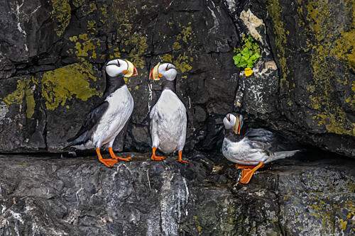 Three Tufted Puffins Art Print
