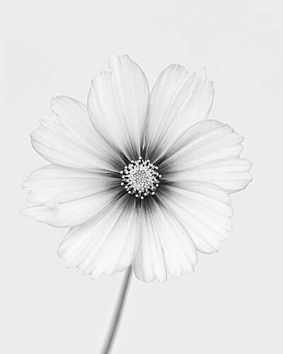Elegant Cosmos Bloom Art Print