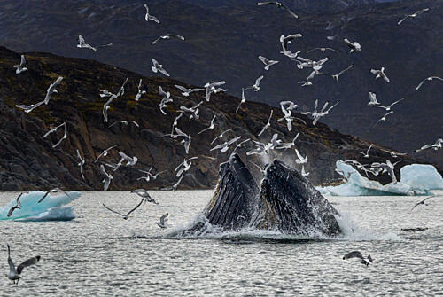 Whales Feeding Seabirds Art Print