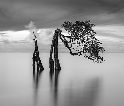 Serene Mangrove Tree Art Print