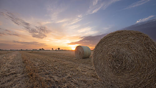 Golden Hour Hay Field Art Print by Ralf Steinberg