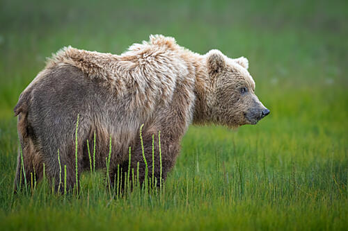 Grizzly Bear in Meadow Art Print