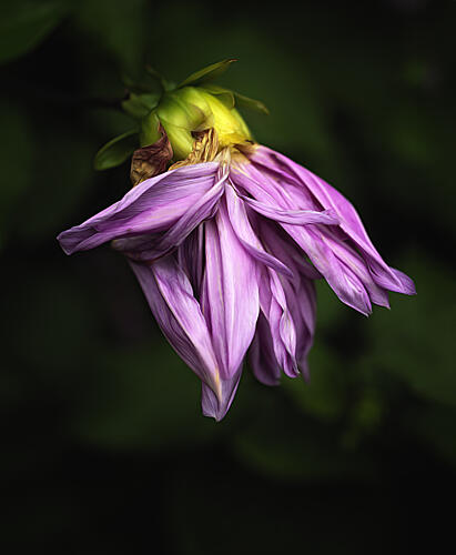 Fading Purple Dahlia Art Print by Barbara Fletcher