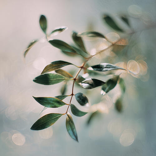 Bokehbotanicsno01 Art Print