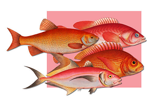 Vibrant Fish Illustrations Art Print
