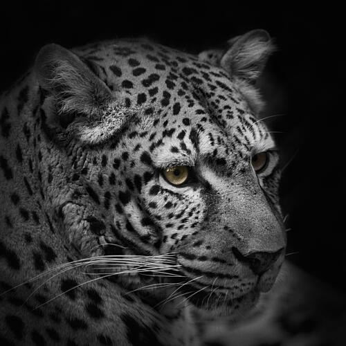 Intense Leopard Gaze Art Print
