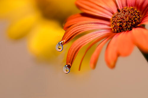 Vibrant Flower Droplets Art Print