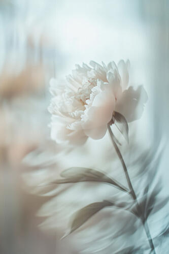 Bloom Sway Art Print