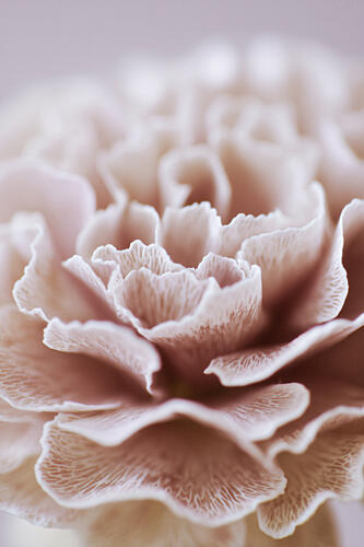 Fragile Bloom No 02 Art Print