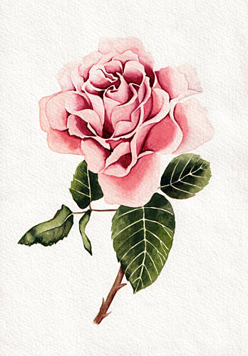 Elegant Pink Rose Bloom Art Print by Salome