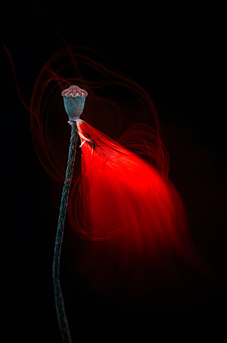 Glowing Poppy Pod Art Print