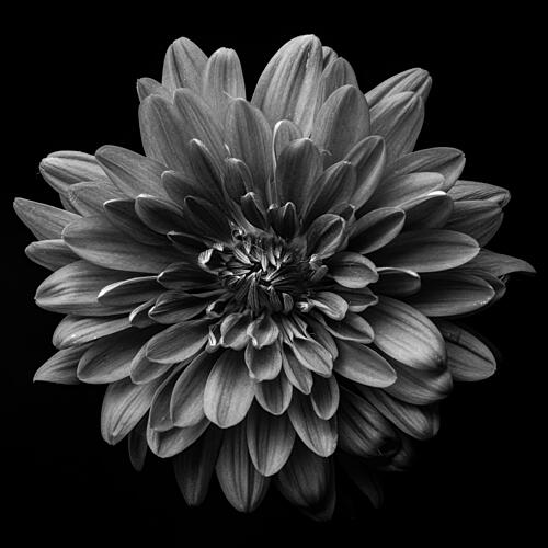 Monochrome Dahlia Bloom Art Print by Noriiida