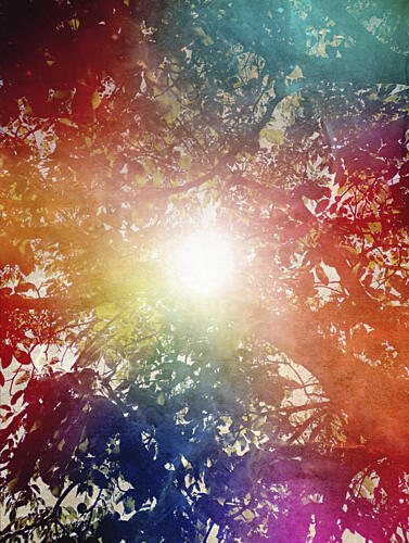 Rainbow Sunlight Through Trees Inspirant reproduction