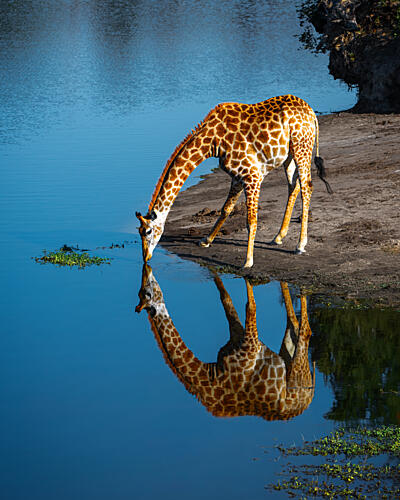Drinking Giraffe Reflection Art Print by SiyuWei Apa