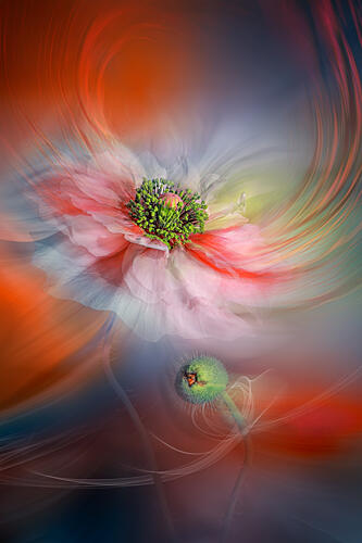 Vibrant Abstract Poppy Pop art reproduction