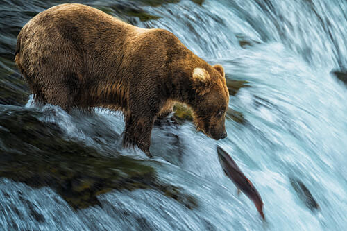 Grizzly Bear Fishing Art Print