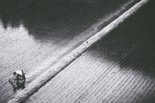 Farmer Planting Rice Art Print