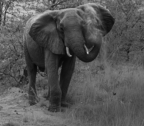 Wild Elephant Dust Bath Art Print