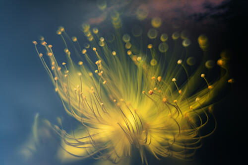 Glowing Yellow Bloom Art Print by Atsushi Inamura