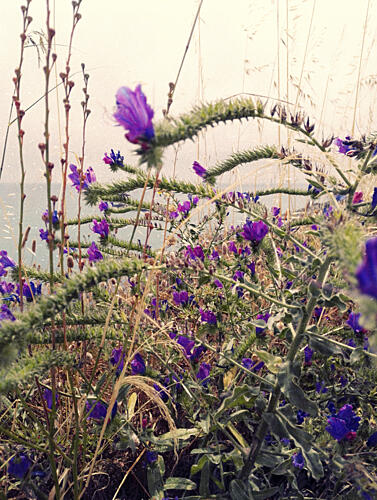 Purple Bloom over Ocean Art Print